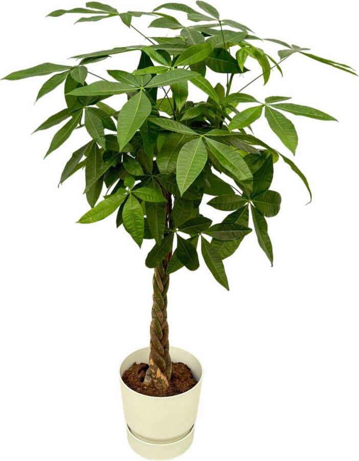 Trendyplants Pachira Aquatica Inclusief Elho Greenville Round Wit 160 Cm Ø30cm