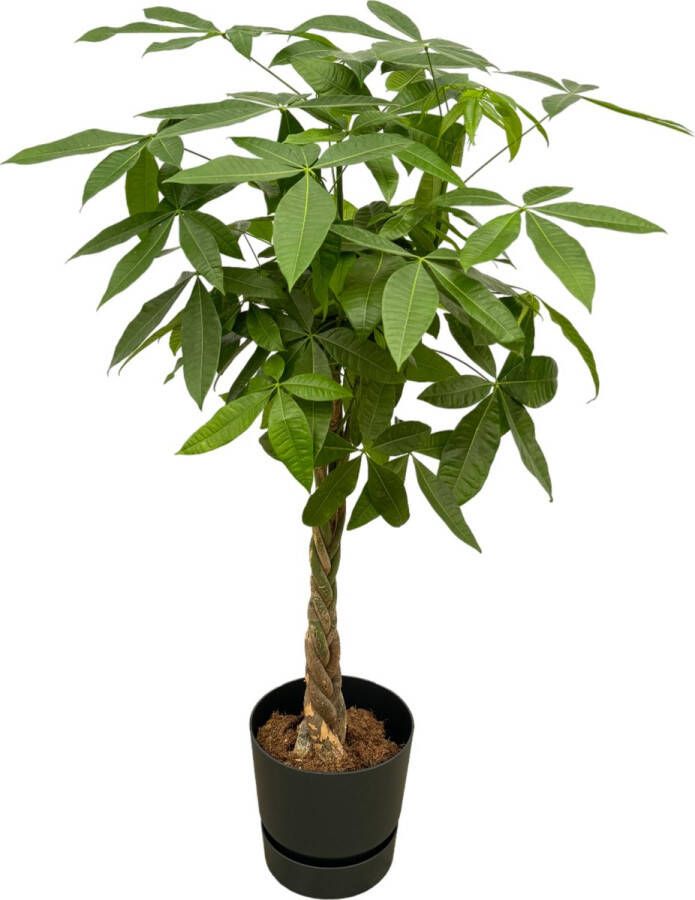 Trendyplants Pachira Aquatica Inclusief Elho Greenville Round Zwart 160 Cm Ø30cm