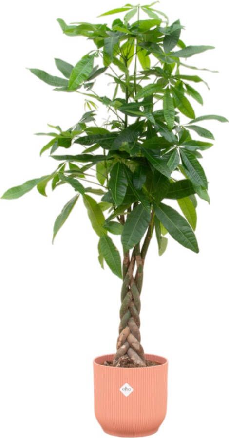 Trendyplants Pachira Aquatica Inclusief Elho Vibes Fold Round Roze 160 Cm Ø30cm