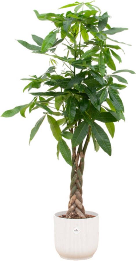 Trendyplants Pachira Aquatica Inclusief Elho Vibes Fold Round Wit 160 Cm Ø30cm