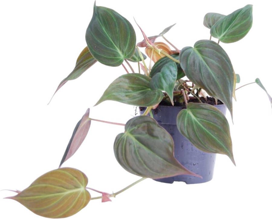 Trendyplants Philodendron Scandens 'Micans' Kamerplant Hoogte 15-35 cm Potmaat Ø12cm