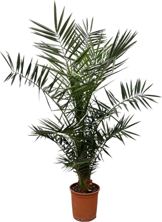 Trendyplants Phoenix Canariensis Hoogte 120-140 cm Dadelpalm Winterhard Potmaat Ø20cm