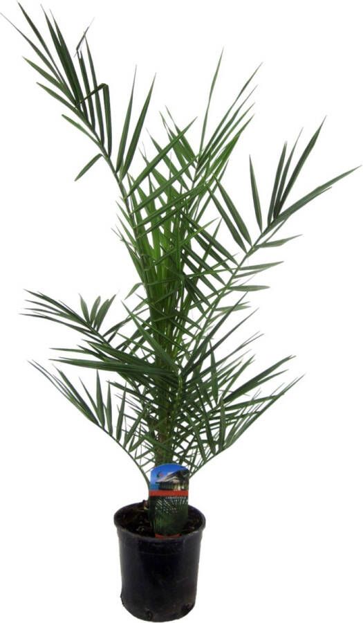 Trendyplants Phoenix Canariensis Winterhard Tuinplant Hoogte 80-100 cm Potmaat Ø15cm