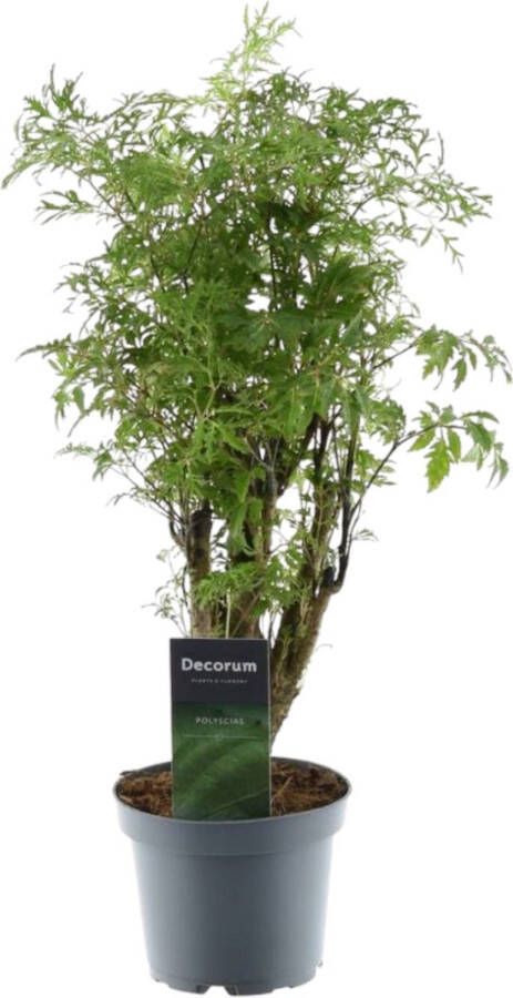 Trendyplants Polyscias Hawaiiana Ming Aralia Kamerplant Hoogte 35-55 cm Potmaat Ø12cm