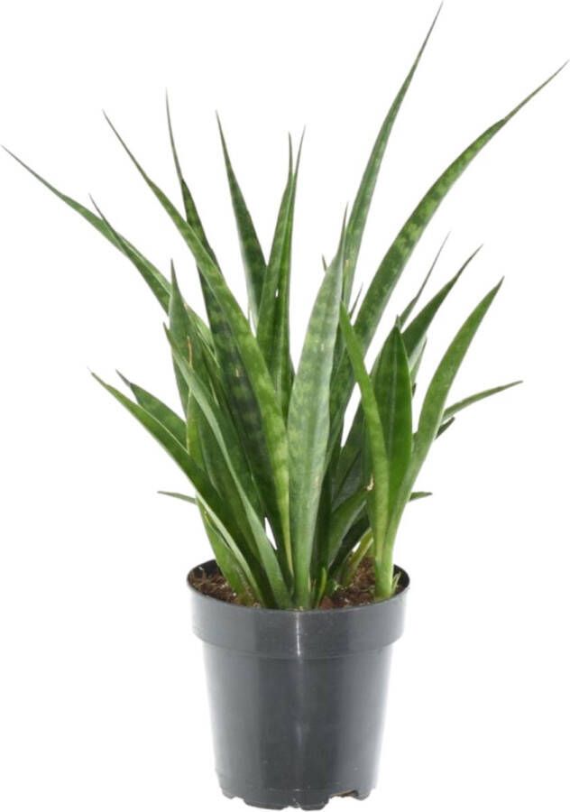 Trendyplants Sansevieria Kirkii 'Friends' Kamerplant 25-45 cm Potmaat Ø12cm