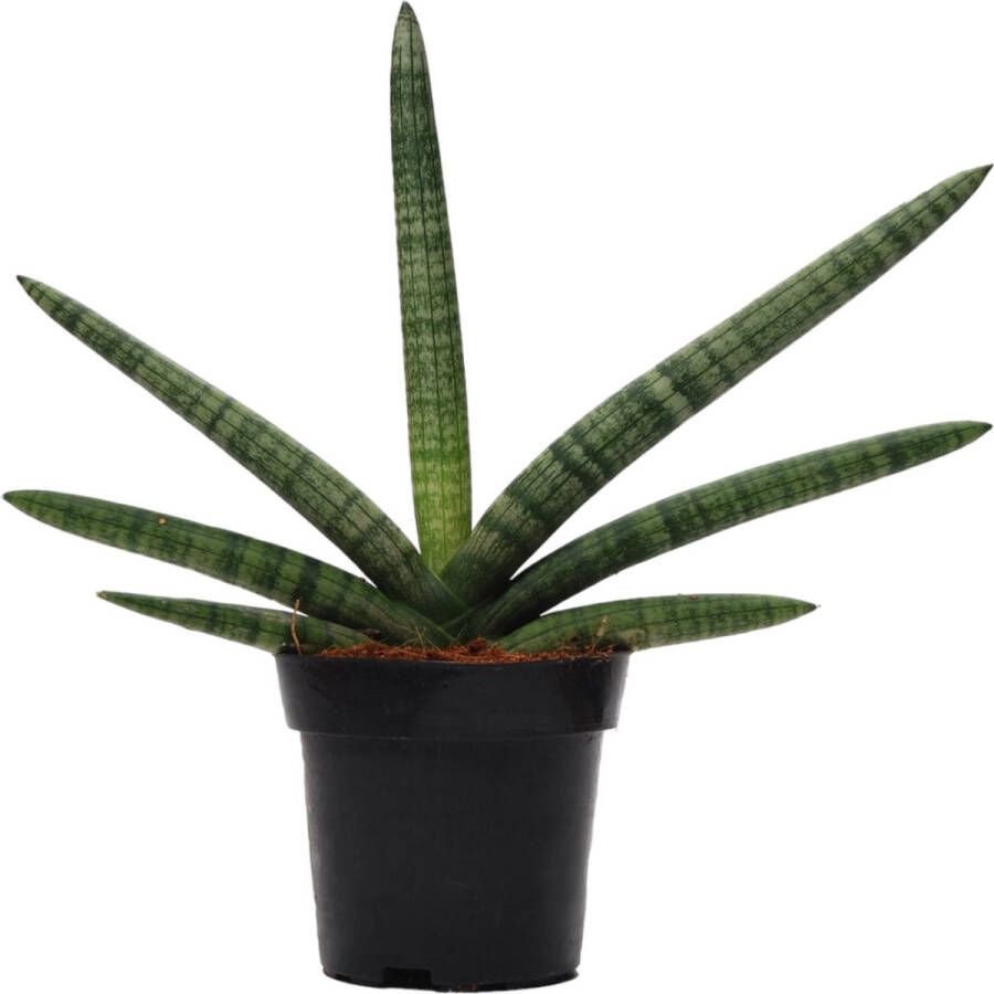 Trendyplants Sansevieria Skyline Kamerplant Hoogte 20-40 cm Potmaat Ø10 5cm