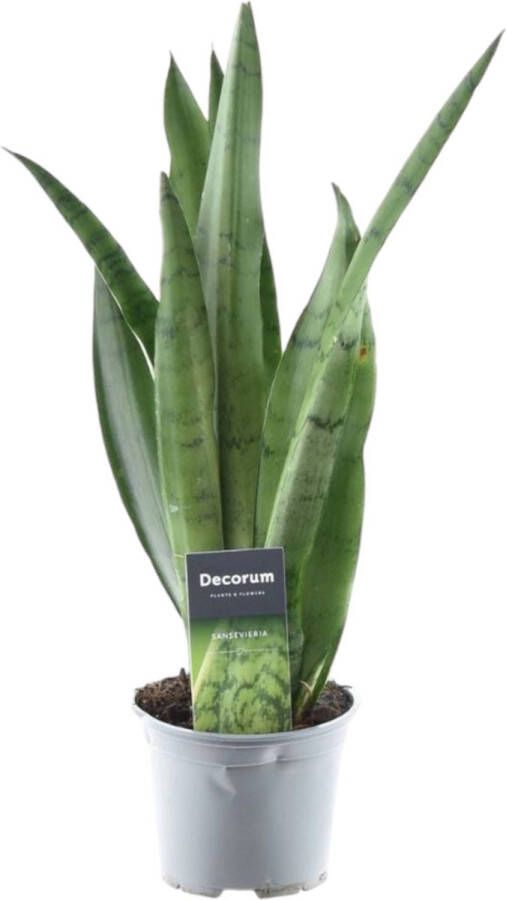 Trendyplants Sansevieria Spearmint Kamerplant Hoogte 35-55 cm Potmaat Ø12cm