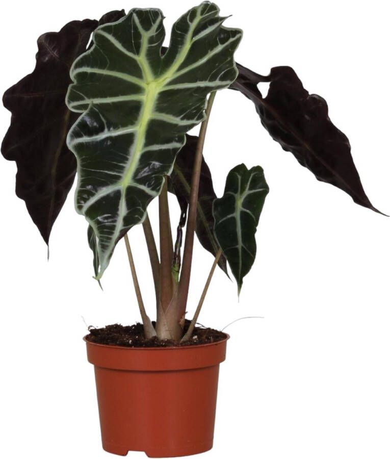 Trendyplants special Alocasia Amazonica Polly Kamerplant Hoogte 20-40 cm Potmaat Ø12cm