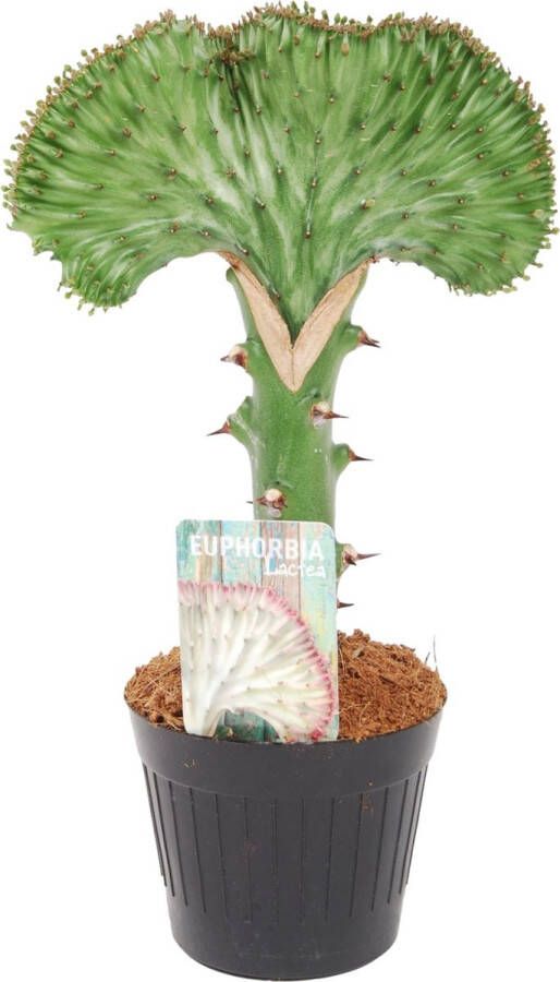 Trendyplants special Euphorbia lactea Cristata groen Cactus Hoogte 20-40 cm Potmaat Ø10 5cm