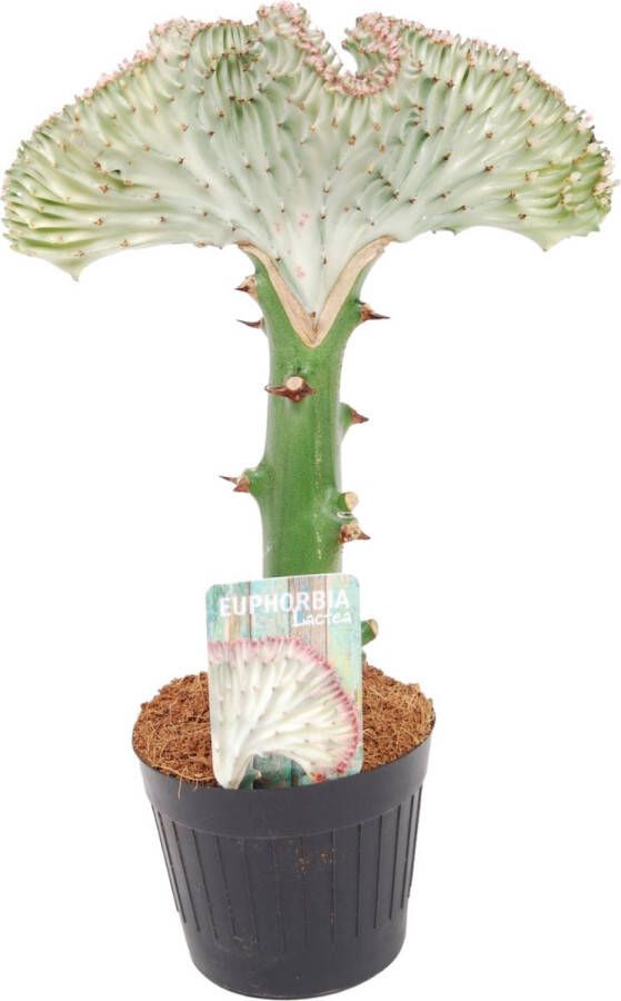 Trendyplants special Euphorbia lactea Cristata wit Cactus Hoogte 20-40 cm Potmaat Ø10 5cm