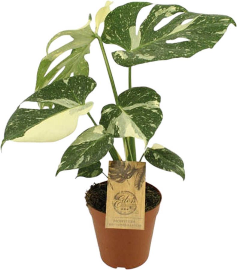 Trendyplants special Monstera Thai Constellation Kamerplant Hoogte 40-60 cm Potmaat Ø15cm