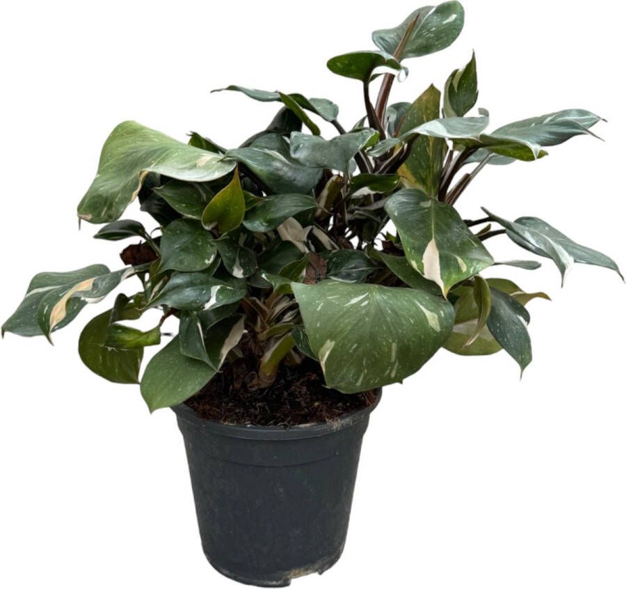 Trendyplants special Philodendron White Knight Kamerplant Hoogte 30-50 cm Potmaat Ø19cm