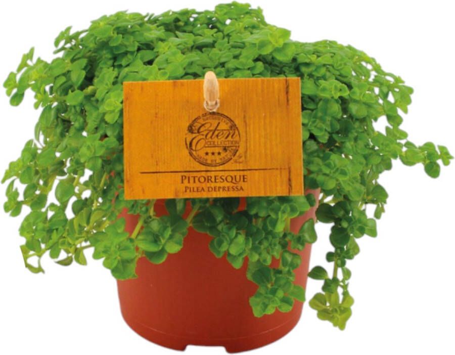 Trendyplants special Pilea Depressa Kamerplant Hoogte 10-20 cm Potmaat Ø10 5cm