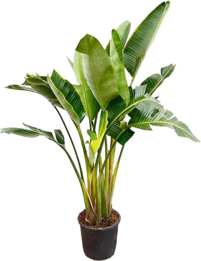 Trendyplants Strelitzia Augusta multi stam Paradijsvogelbloem Kamerplant Hoogte 190-210 cm Potmaat Ø30cm