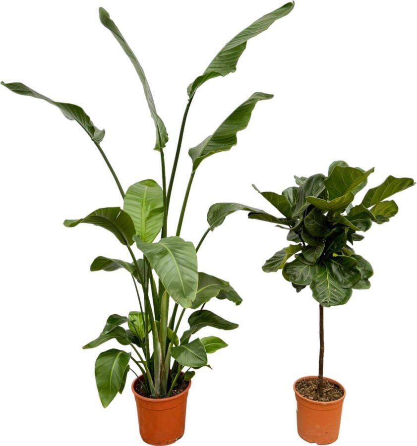 Trendyplants Strelitzia Nicolai 180 Cm Ø27cm + Ficus Lyrata Stam 130 Cm Ø24cm