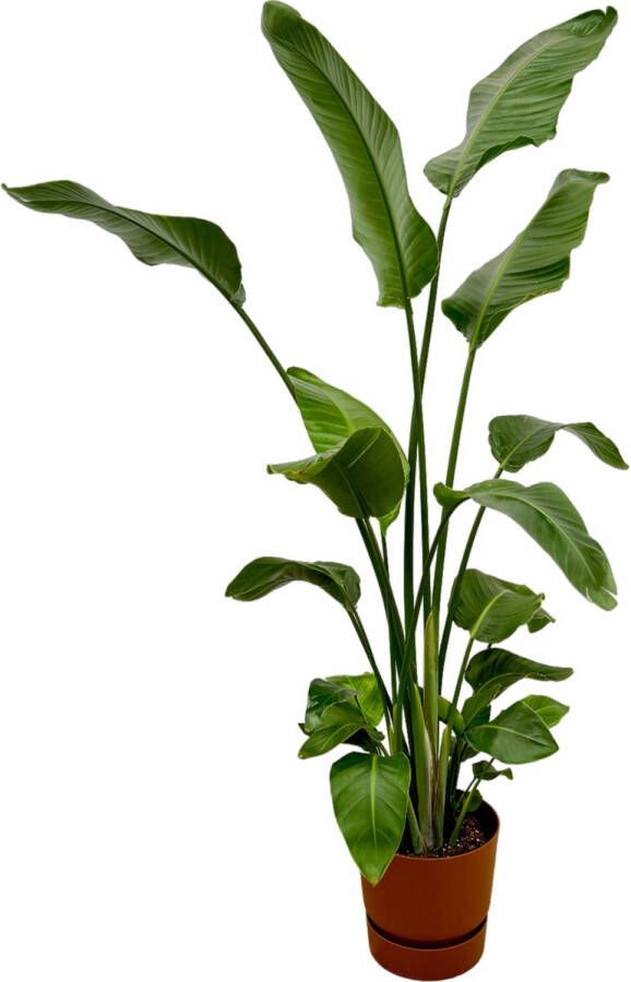 Trendyplants Strelitzia Nicolai Inclusief Elho Greenville Round Bruin 170 Cm Ø30cm