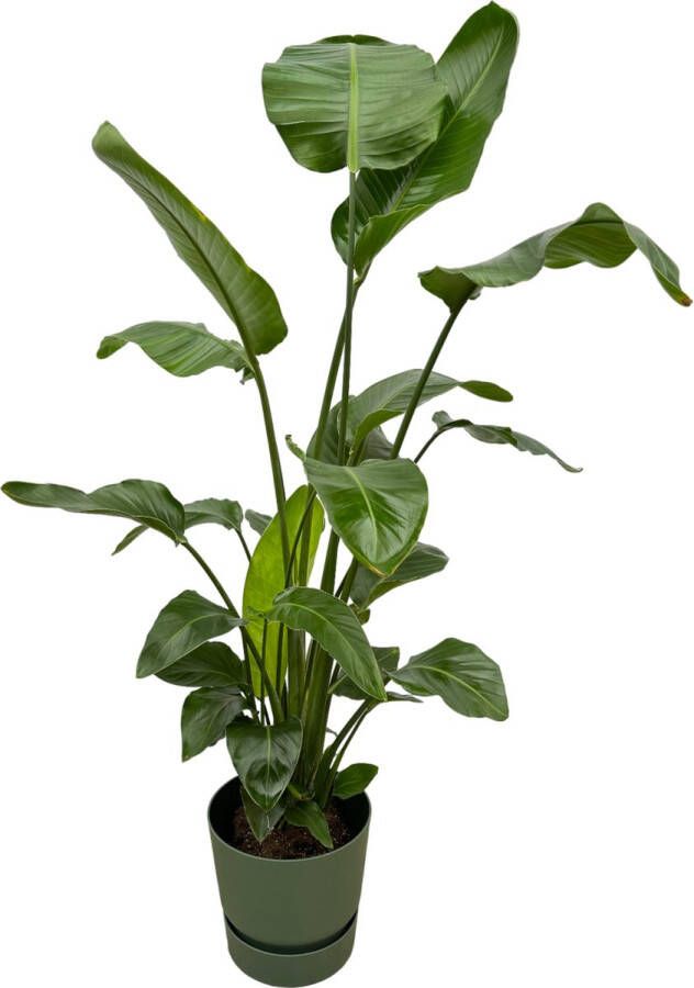 Trendyplants Strelitzia Nicolai Inclusief Elho Greenville Round Groen 160 Cm Ø30cm