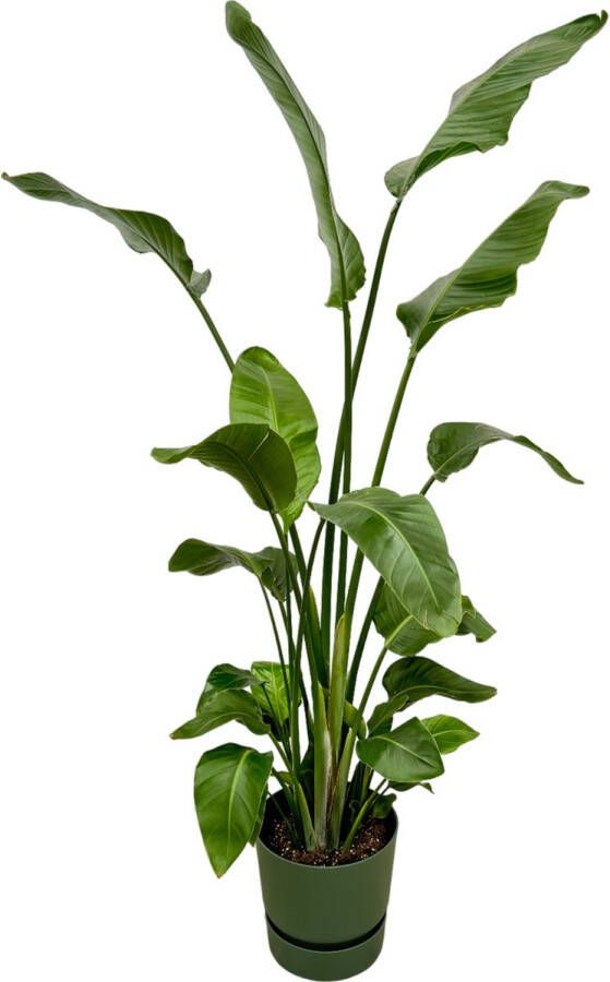 Trendyplants Strelitzia Nicolai Inclusief Elho Greenville Round Groen 170 Cm Ø30cm