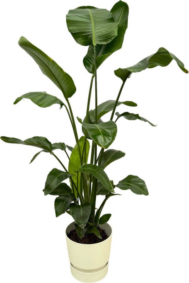 Trendyplants Strelitzia Nicolai Inclusief Elho Greenville Round Wit 160 Cm Ø30cm