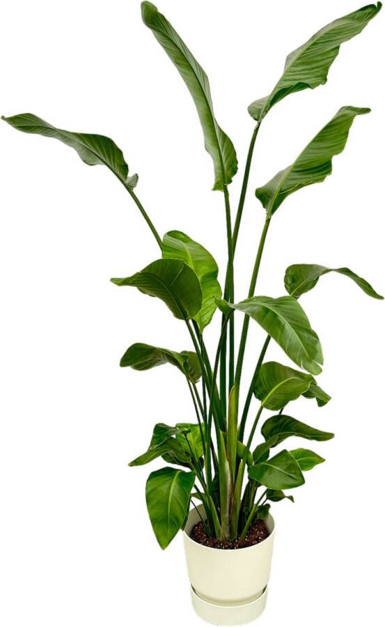 Trendyplants Strelitzia Nicolai Inclusief Elho Greenville Round Wit 170 Cm Ø30cm