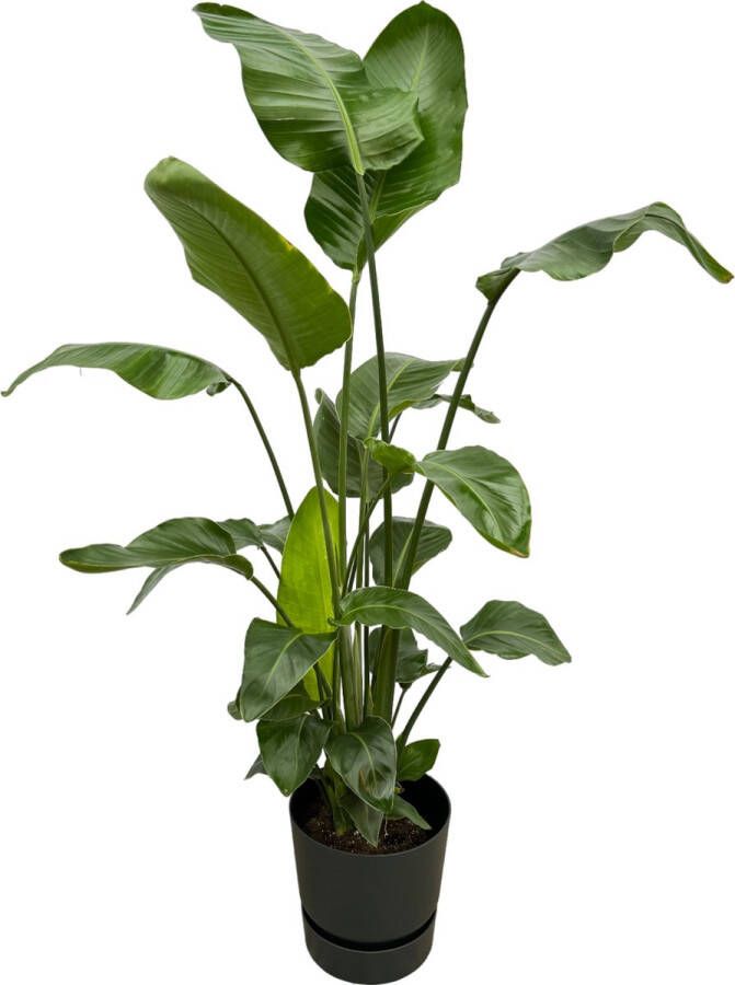 Trendyplants Strelitzia Nicolai Inclusief Elho Greenville Round Zwart 160 Cm Ø30cm