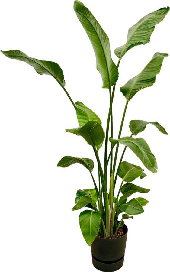 Trendyplants Strelitzia Nicolai Inclusief Elho Greenville Round Zwart 170 Cm Ø30cm