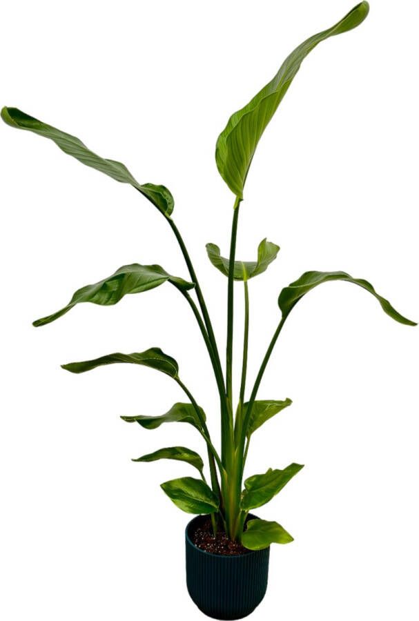 Trendyplants Strelitzia Nicolai Inclusief Elho Vibes Fold Round Blauw 100 Cm Ø18cm