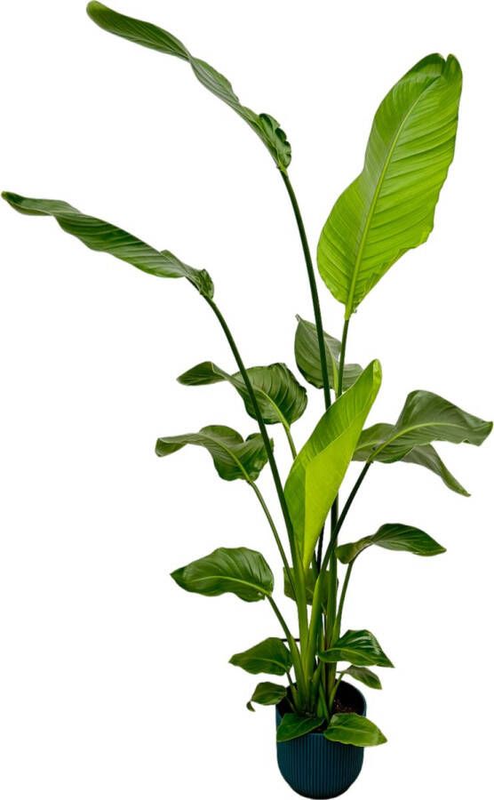 Trendyplants Strelitzia Nicolai Inclusief Elho Vibes Fold Round Blauw 130 Cm Ø18cm