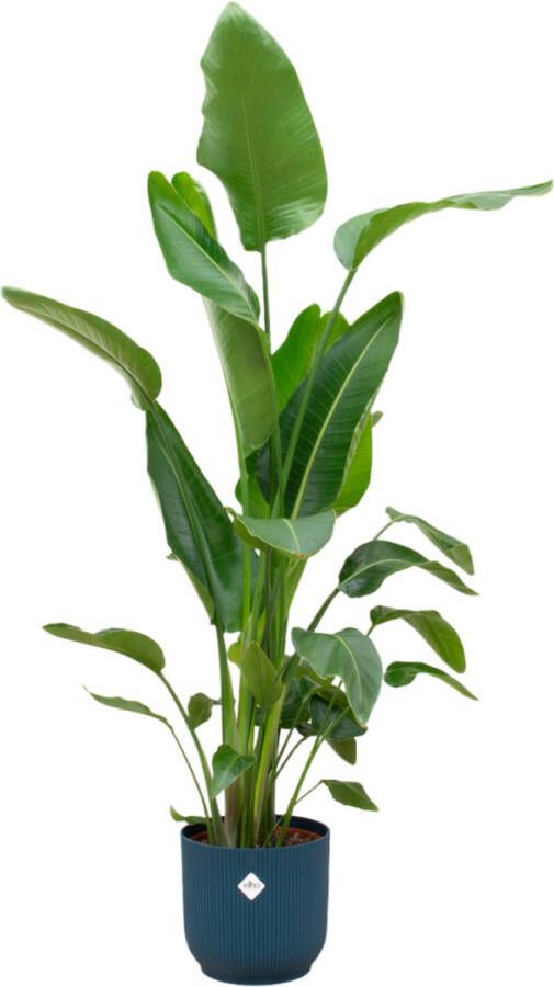 Trendyplants Strelitzia Nicolai Inclusief Elho Vibes Fold Round Blauw 160 Cm Ø30cm