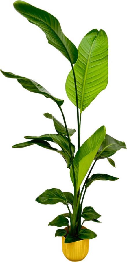 Green Harmony Trendyplants Strelitzia Nicolai inclusief elho Vibes Fold Round geel 130 cm Ø18cm