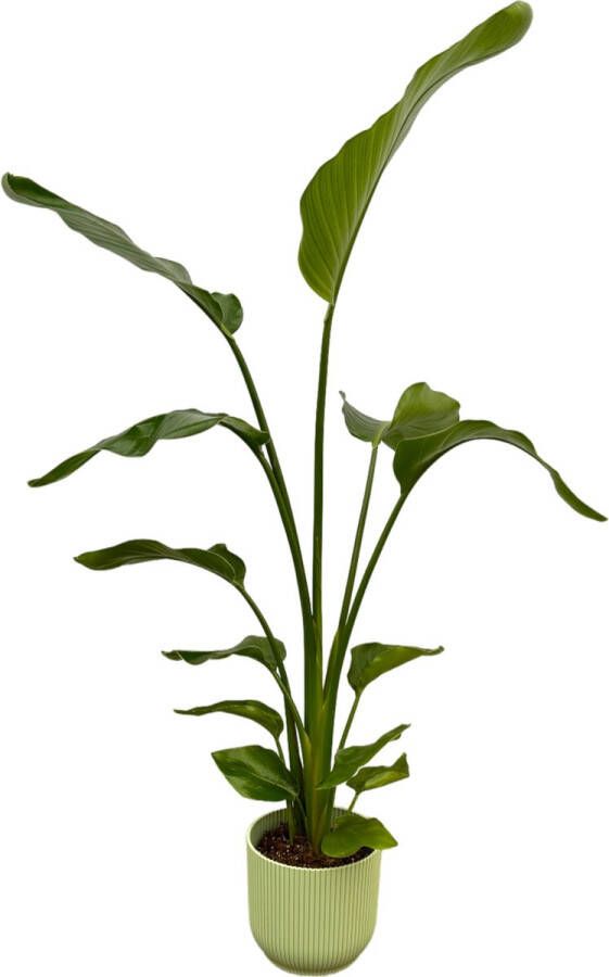 Trendyplants Strelitzia Nicolai Inclusief Elho Vibes Fold Round Groen 100 Cm Ø18cm