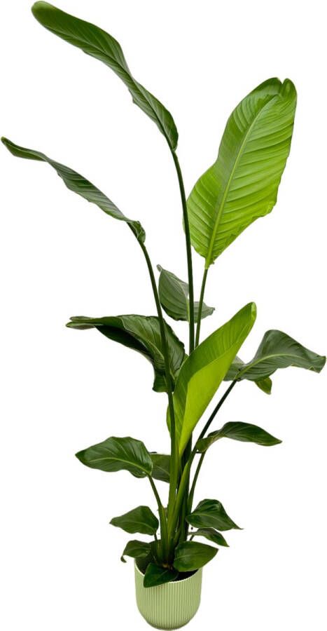 Trendyplants Strelitzia Nicolai Inclusief Elho Vibes Fold Round Groen 130 Cm Ø18cm