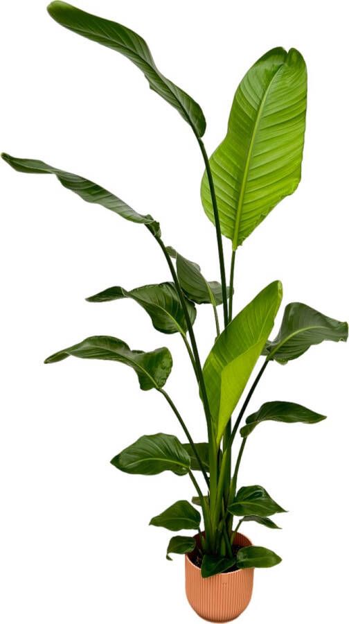 Trendyplants Strelitzia Nicolai Inclusief Elho Vibes Fold Round Roze 130 Cm Ø18cm