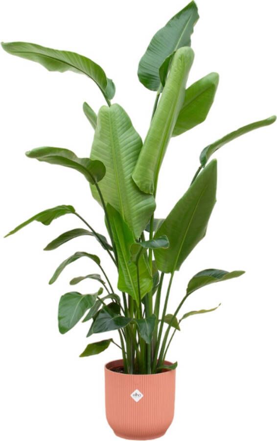 Trendyplants Strelitzia Nicolai Inclusief Elho Vibes Fold Round Roze 170 Cm Ø30cm