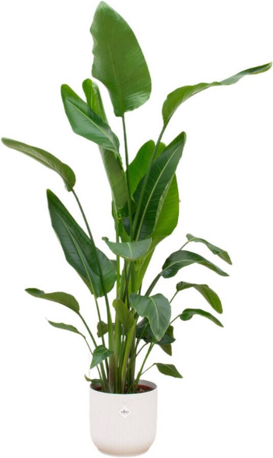 Trendyplants Strelitzia Nicolai Inclusief Elho Vibes Fold Round Wit 160 Cm Ø30cm