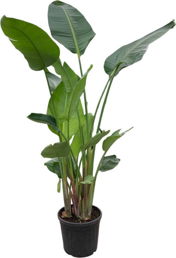 Trendyplants Strelitzia Nicolai Paradijsvogelbloem Kamerplant Hoogte 215-235 cm Potmaat Ø27cm