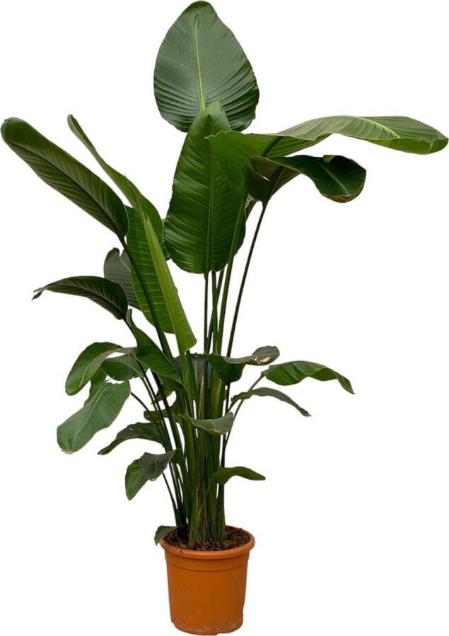 Trendyplants Strelitzia Nicolai Paradijsvogelbloem Kamerplant Hoogte 240-260 cm Potmaat Ø50cm