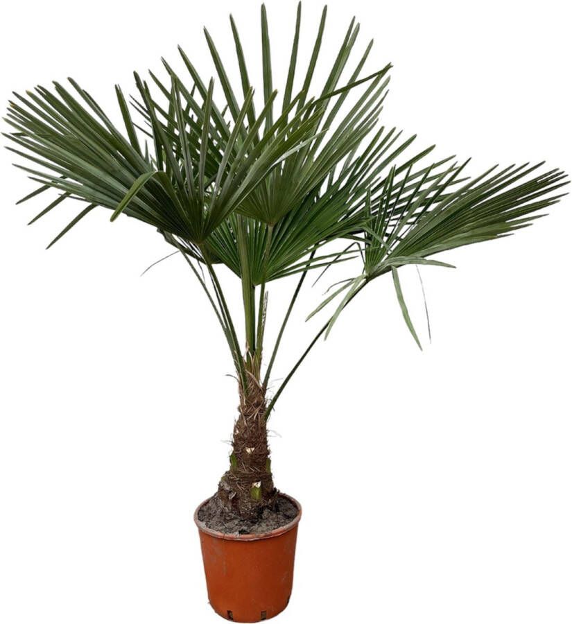 Trendyplants Trachycarpus Fortuneii Winterharde palmboom Hoogte 120-140 cm Chinese waaierpalm Tuinplant Potmaat Ø21cm