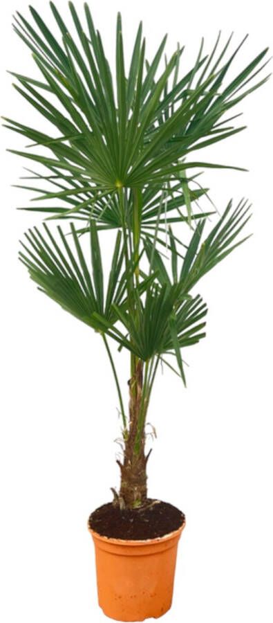 Trendyplants Trachycarpus Fortuneii Hoogte 150-170 cm Winterhard Chinese waaierpalm Tuinplant Potmaat Ø27cm