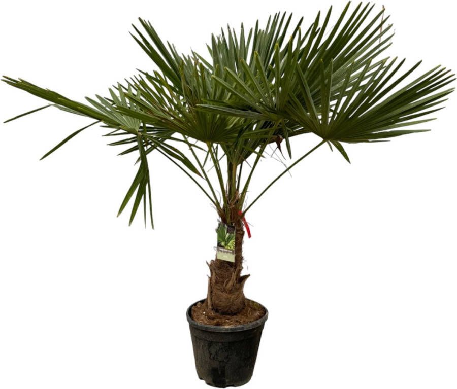 Trendyplants Trachycarpus Fortuneii Hoogte 190-210 cm Winterhard Chinese waaierpalm Tuinplant Potmaat Ø30cm