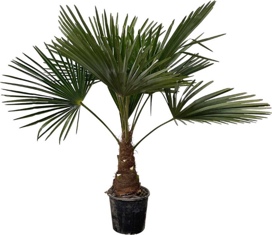 Trendyplants Trachycarpus Fortuneii Winterharde palmboom Hoogte 90-110 cm Chinese waaierpalm Tuinplant Potmaat Ø21cm