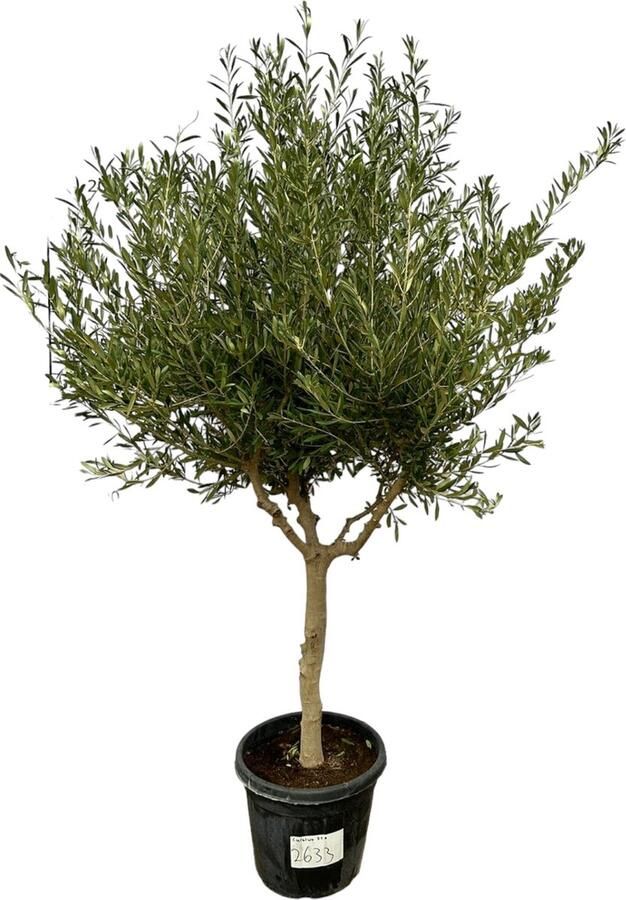 Trendyplants Olea Cultivo Olijfboom Stamomtrek 20-30 cm Winterhard Hoogte 200 220 cm Potmaat Ø45cm