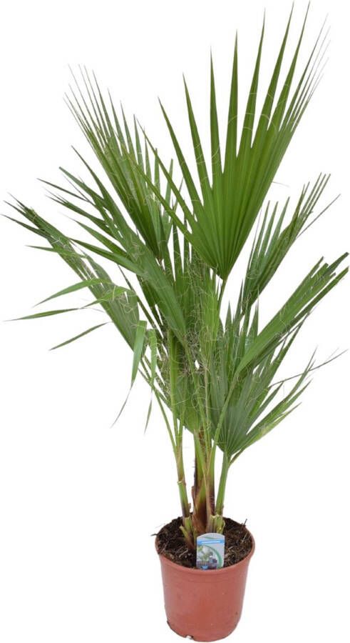 Trendyplants Washingtonia Mexicaanse Waaierpalm Hoogte 90-110 cm Winterhard Tuinplant Potmaat Ø21cm