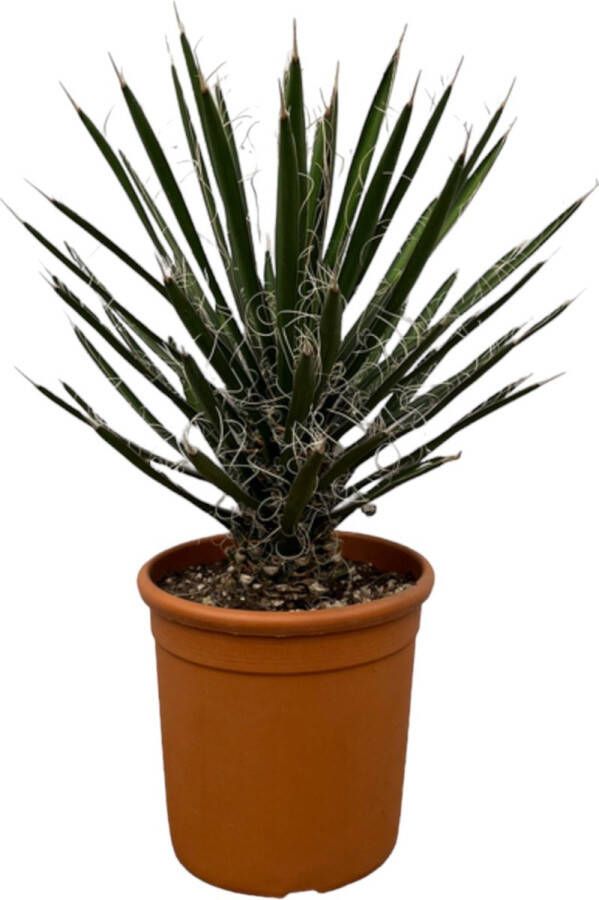 Trendyplants Yucca Filifera 'Australis' Tuinplant Hoogte 60-80 cm Potmaat Ø28cm