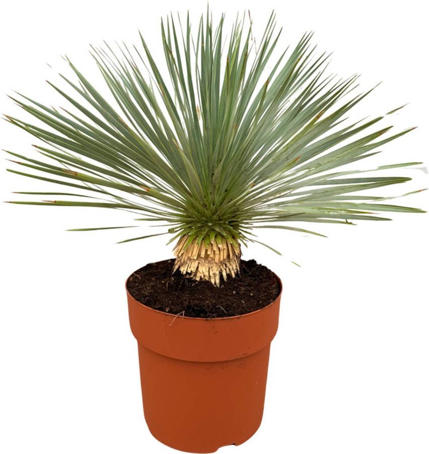 Trendyplants Yucca Rostrata op stam Winterhard Tuinplant Hoogte 60-80 cm Potmaat Ø27cm