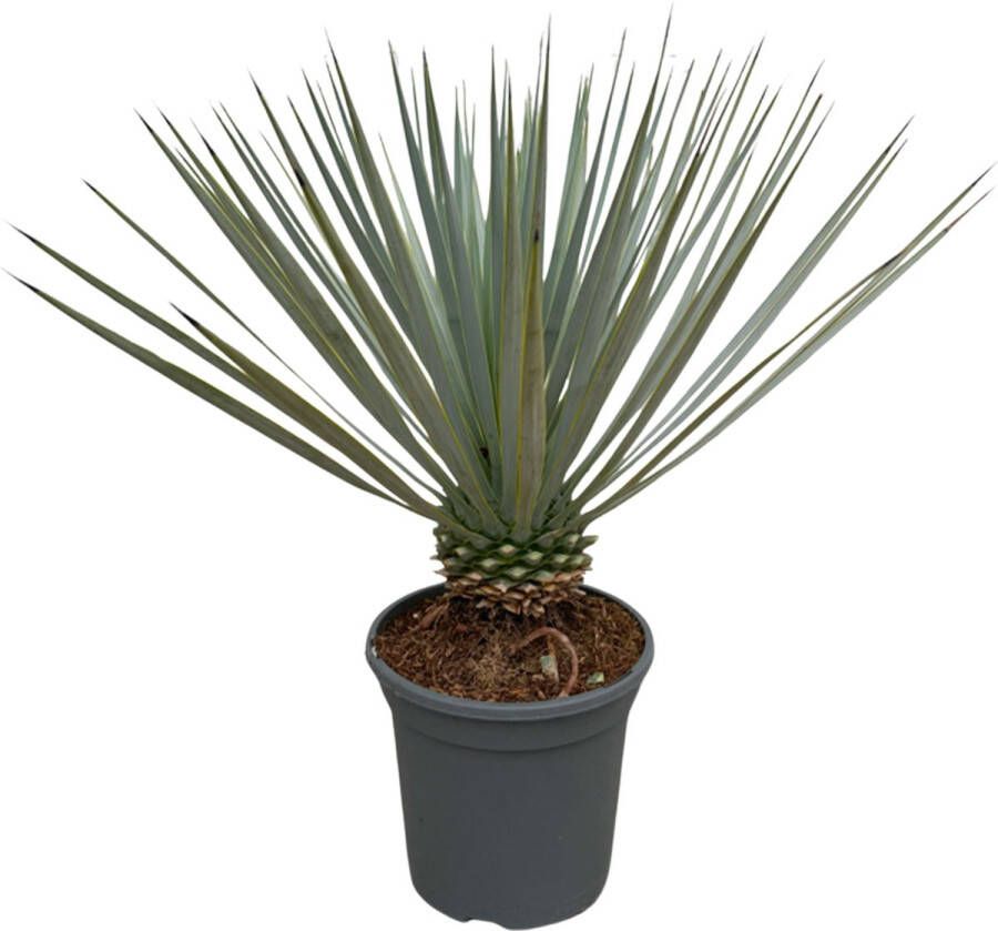 Trendyplants Yucca Rostrata Winterhard Tuinplant Hoogte 40-60 cm Potmaat Ø20cm