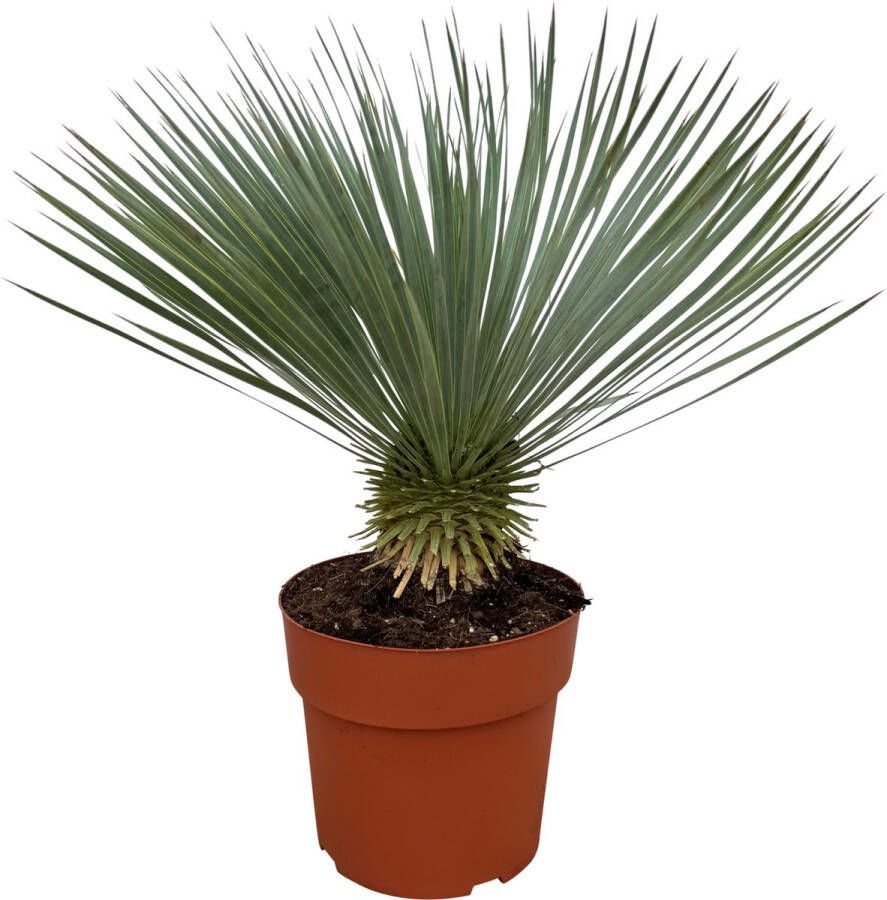 Trendyplants Yucca Rostrata Winterhard Tuinplant Hoogte 80-100 cm Potmaat Ø30cm