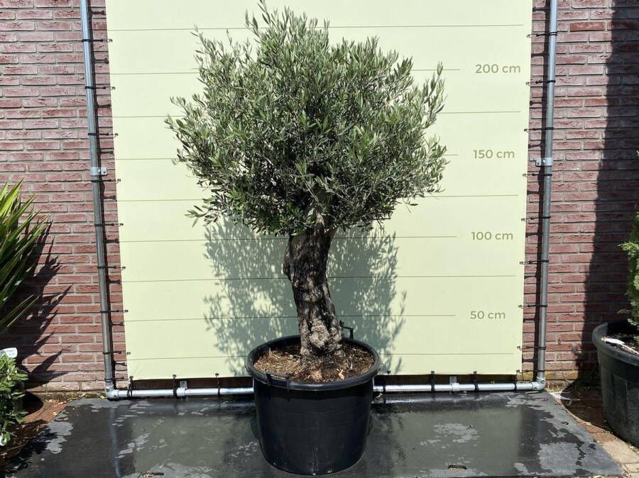 Tropictrees Olijfboom Bonsai Olea Europea Ruwe stam Winterhard Stamomvang ⌀ 60-80cm Hoogte 200-225cm