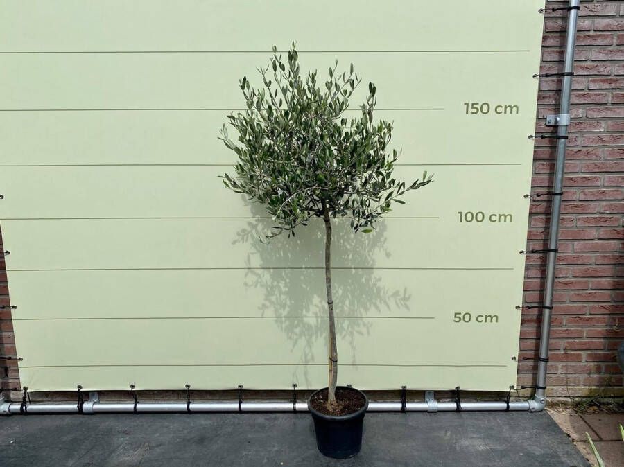 Tropictrees Olijfboom Olea Europea Olijfboom op stam Winterhard Groenblijvend Hoogte 150cm