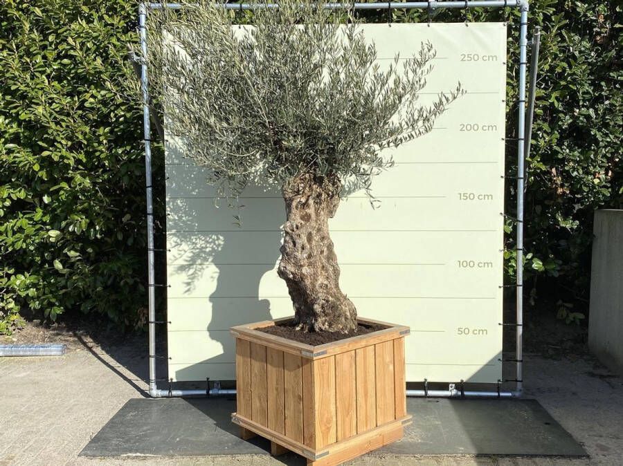 Tropictrees Olijfboom Bonsai in bak Olea Europea Winterhard Hardhouten bak Stamomvang ⌀ 80-100cm Hoogte 250-300cm